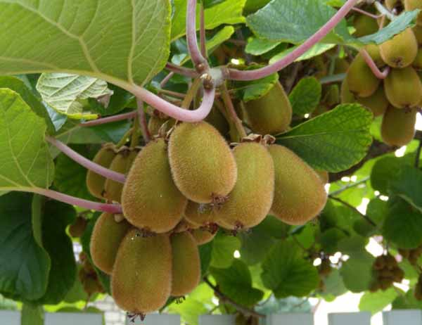 Actinidia (Kiwi)