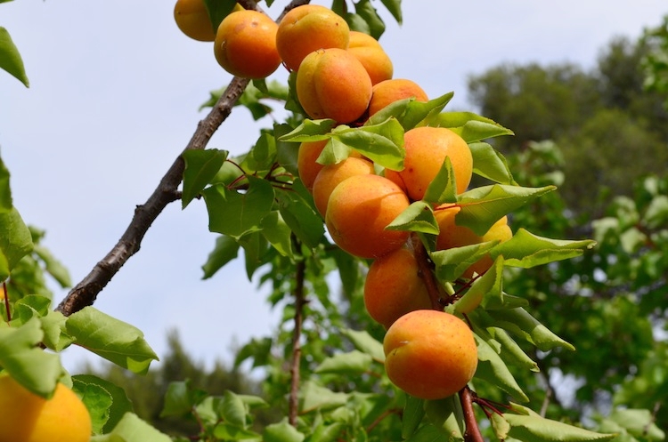 Albicocco (Prunus Armeniaca)