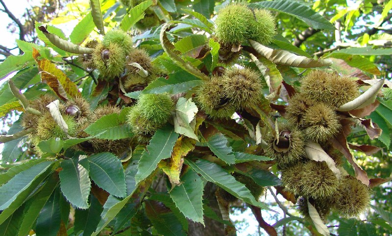 Castagno (Castanea Sativa)