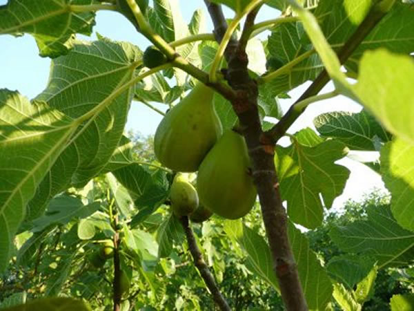 Fico (Ficus Carica)