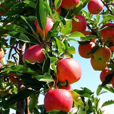 Melo (Malus Domestica)