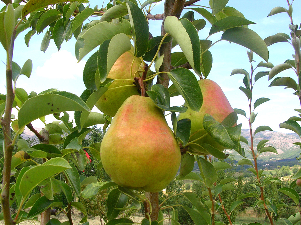 Pero (Pyrus Communis)