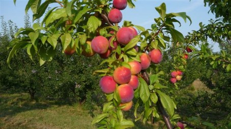 Susino (Prunus Domestica)