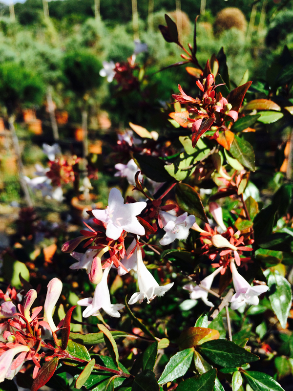 Abelia Alberello