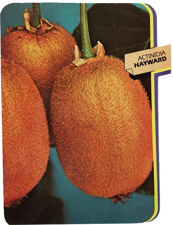 Actinidia Hayward (Kiwi)
