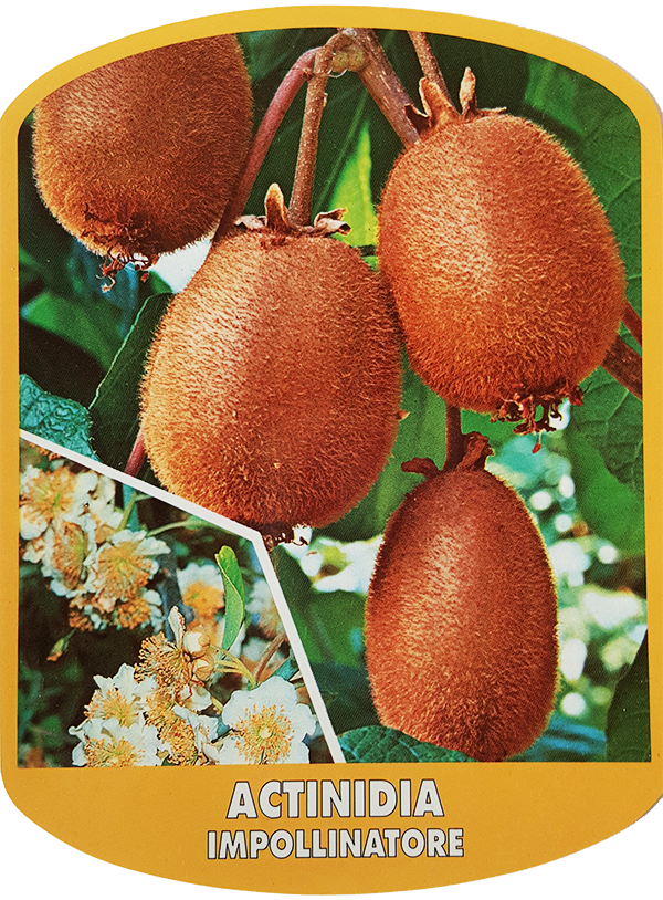 Actinidia Impollinatore (Kiwi)