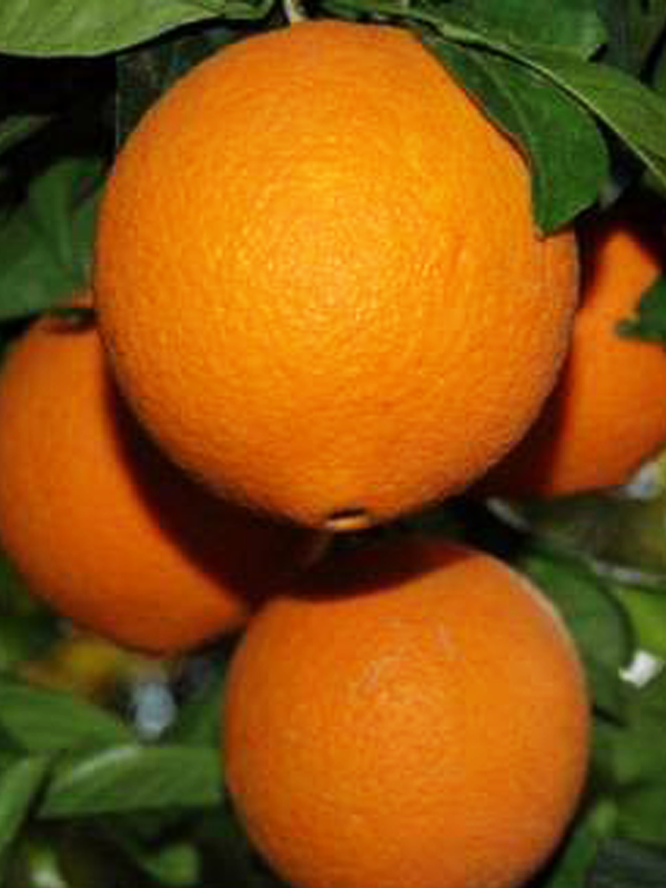 Arancio Navellino