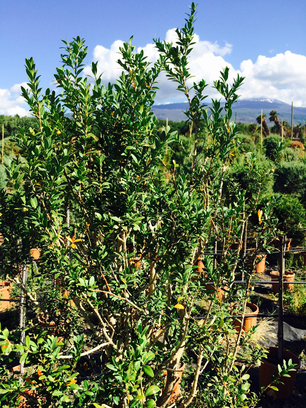 Bosso Buxus Cespuglio