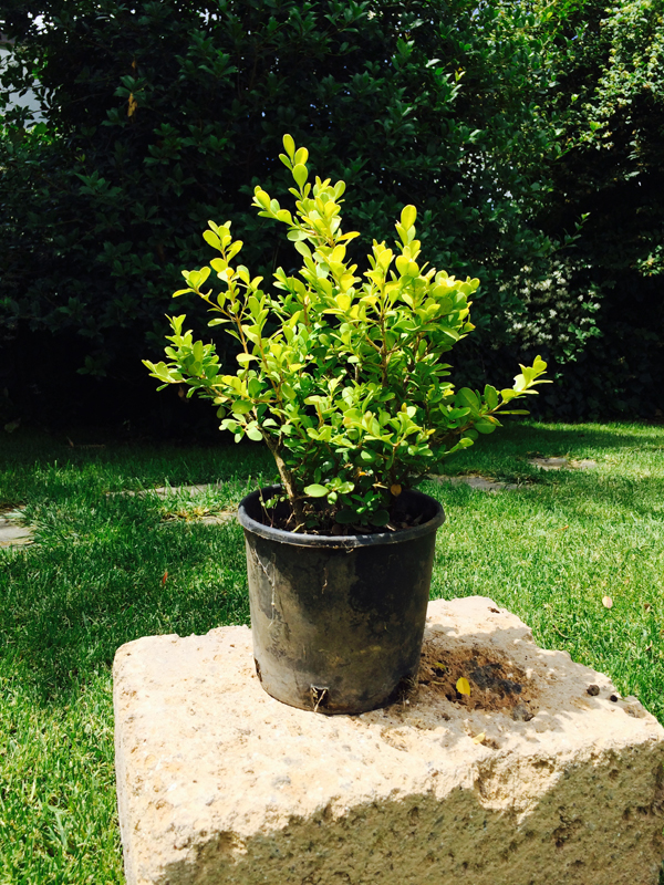 Bosso Buxus Rotundifolia