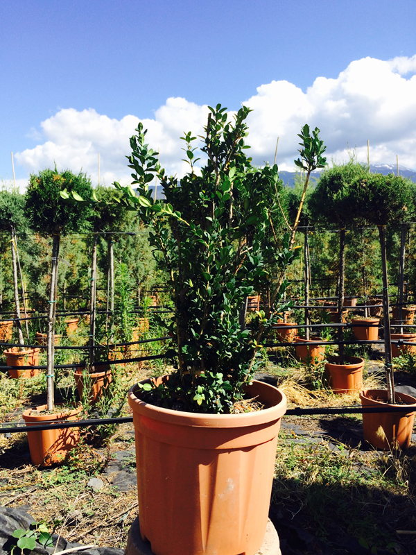 Bosso Buxus Sempervirens