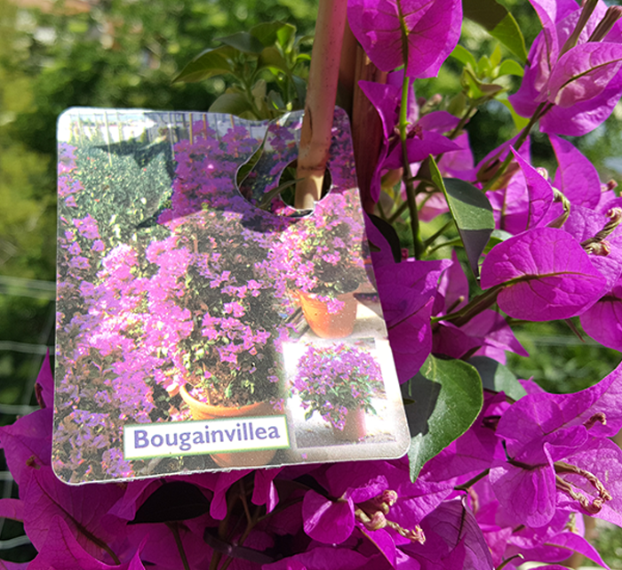 Bougainvillea