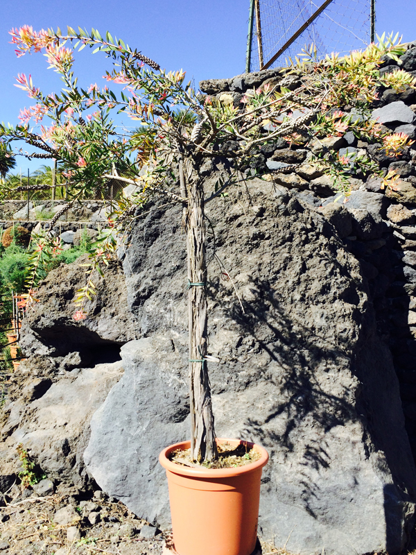 Callistemon Alberello