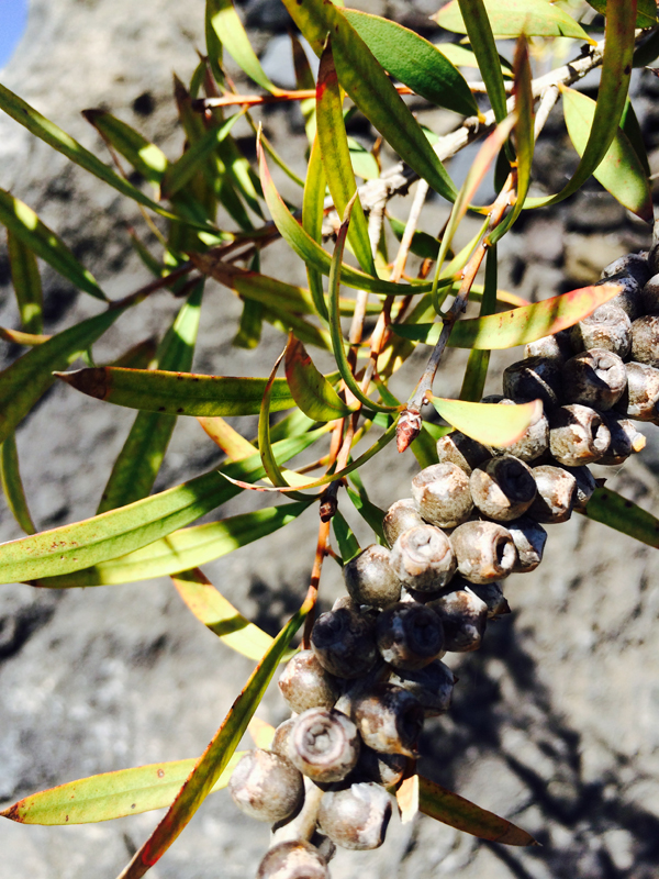 Callistemon Alberello
