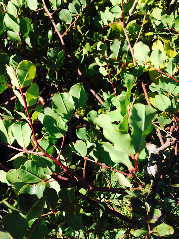 (Carrubo) Ceratonia Siliqua