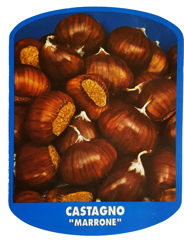 Castagno Marrone
