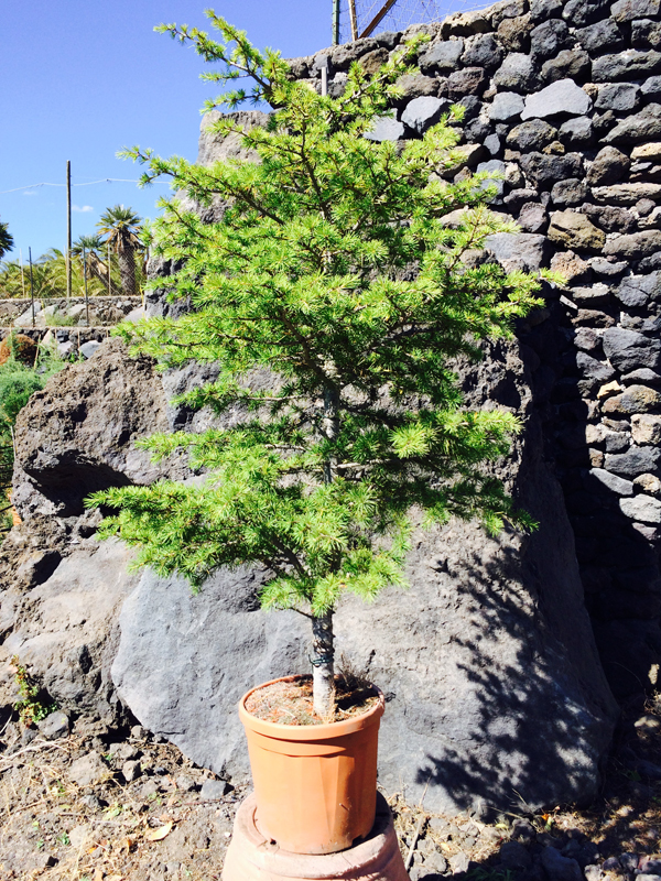 Cedro (Cedrus)