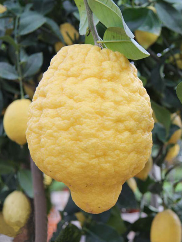 Cedro 