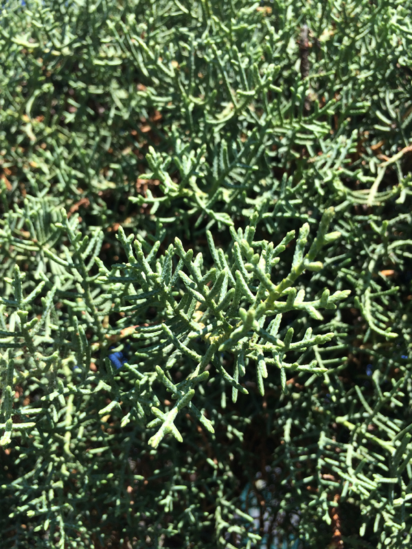 Cipresso Macrocarpa Palloncino
