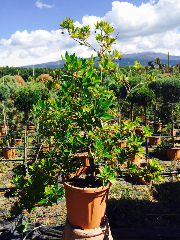 Corbezzolo (Arbutus Unedo)