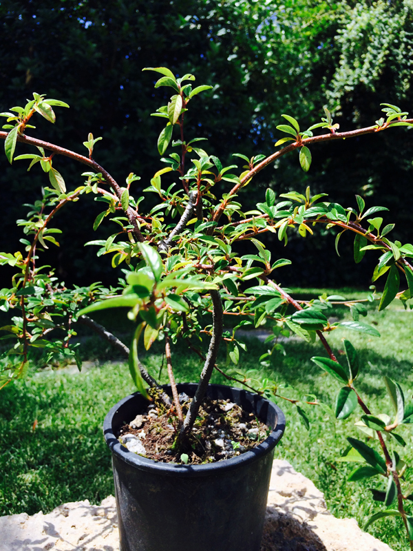 Cotonastro (Cotoneaster)