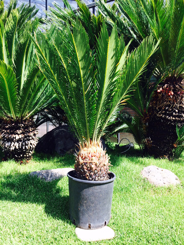 Cycas Revoluta