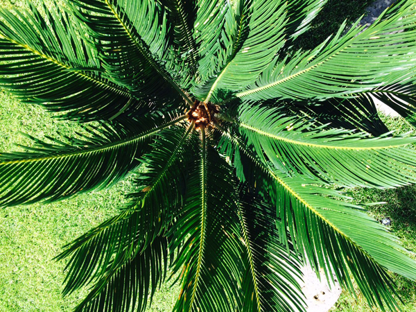 Cycas Revoluta