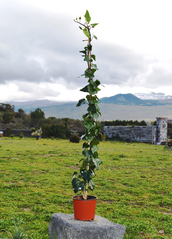 Edera Canariensis Su Canna