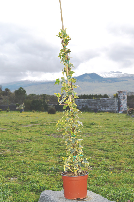 Edera Helix Gold Child Su Canna