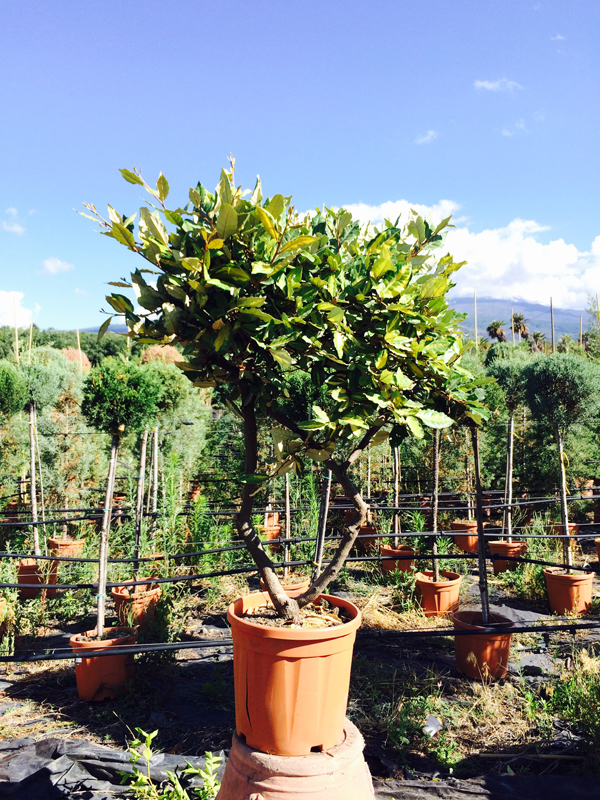 Elaeagnus Variegato Cespuglio