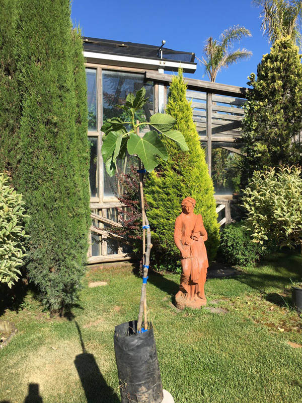 Fico Lungo Del Portogallo