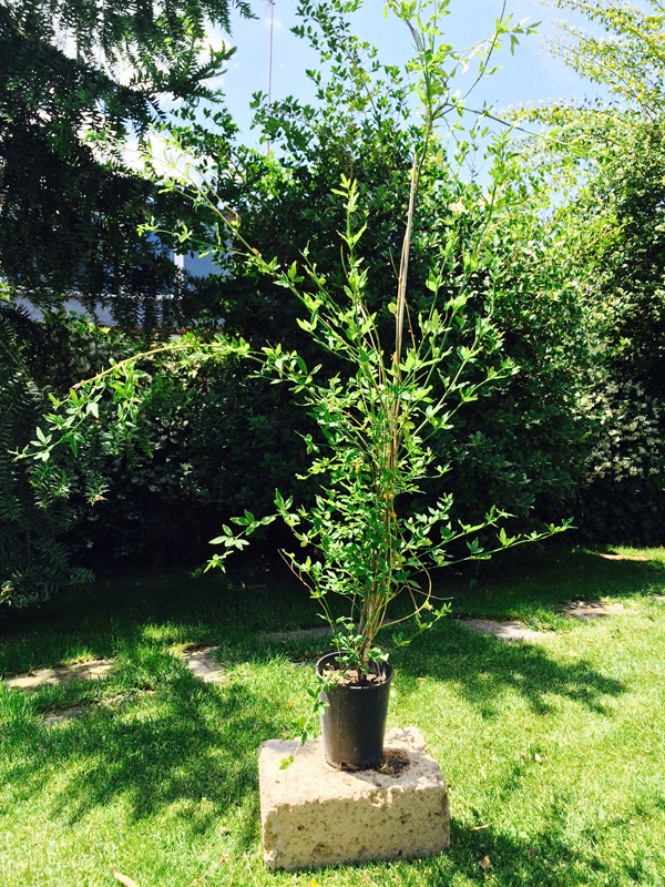 Gelsomino Giallo (Jasminum) 