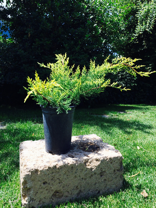 Ginepro (Juniperus)