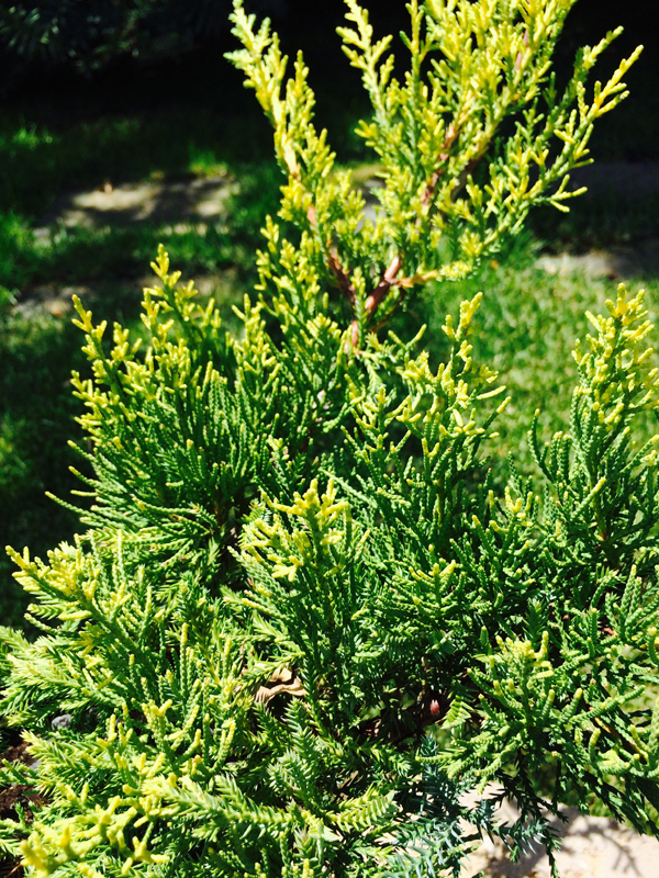 Ginepro Gold Star In Vaso ø11cm - Pianta Tappezzante Giallo-Oro - Foto 9