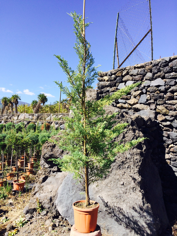 Ginepro Rosso (Juniperus)