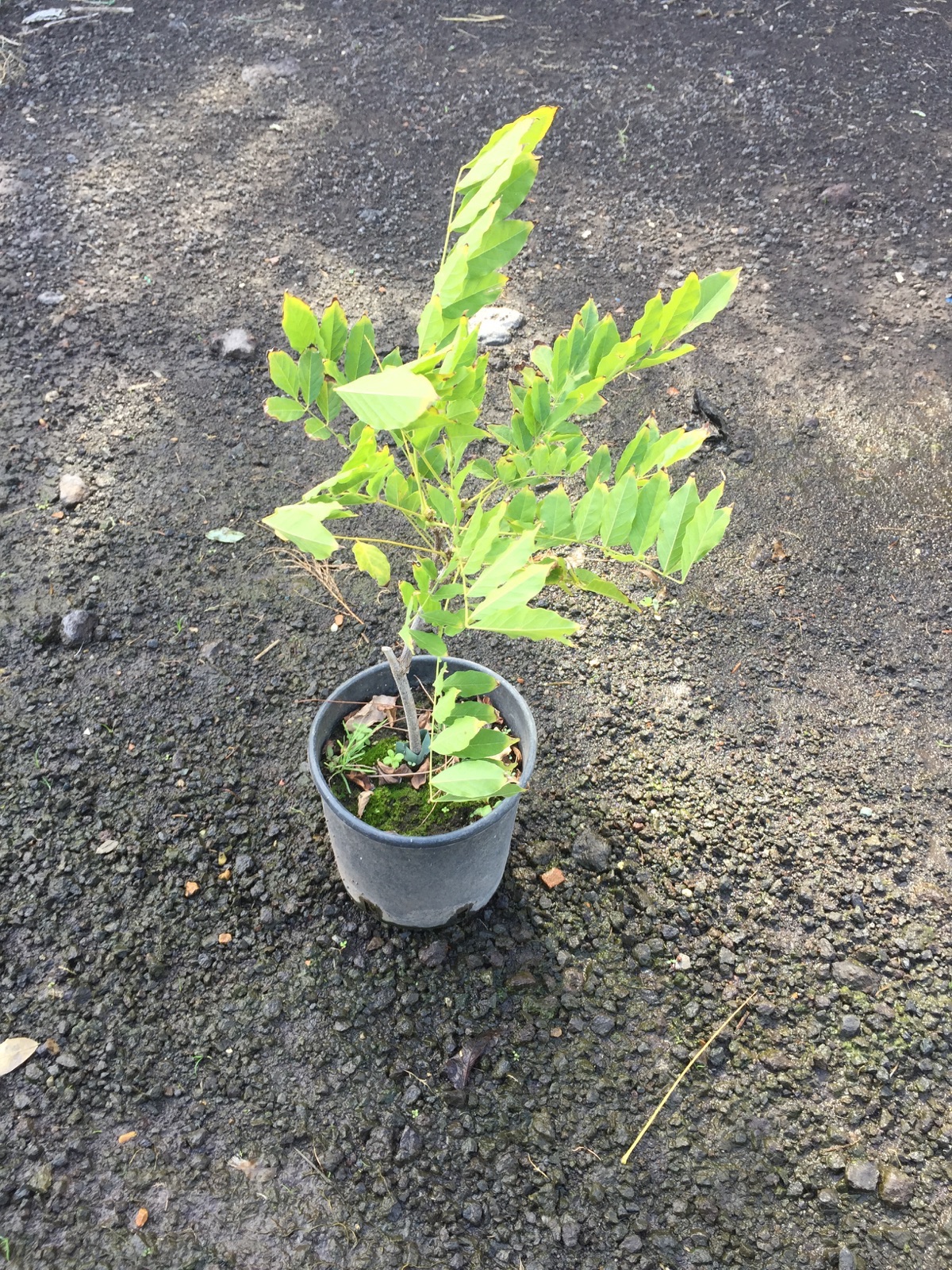  Glicine (Wisteria)