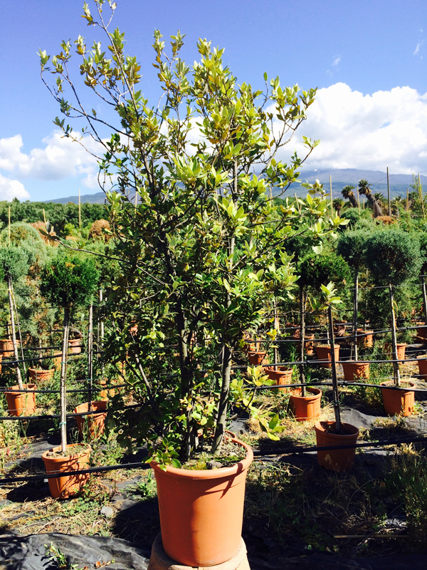 Leccio Cespuglio (Quercus Ilex)