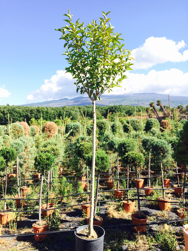 Ligustro Alberello (Ligustrum)