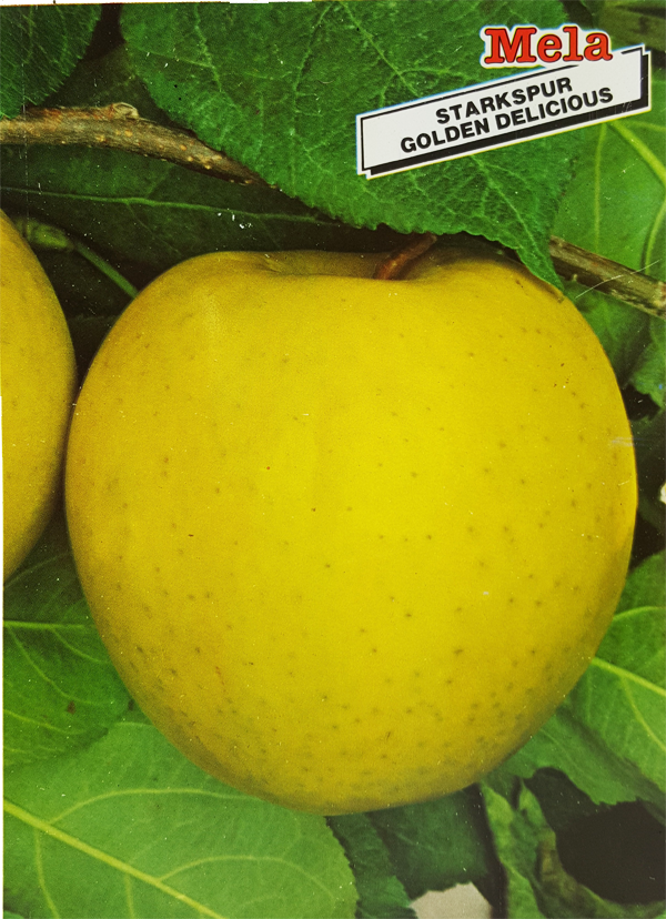 Mela Starkspur Golden Delicious