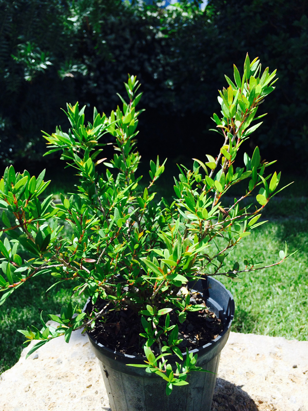 Mirto (Myrtus Communis)