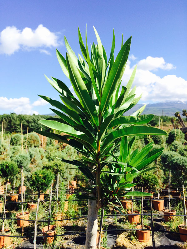 Oleandro (Nerium Oleander)