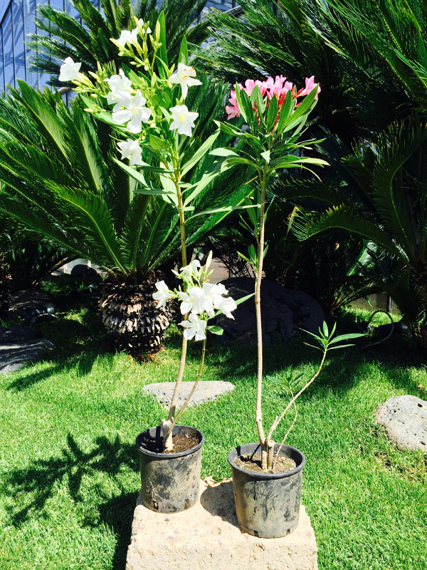 Oleandro (Nerium Oleander)