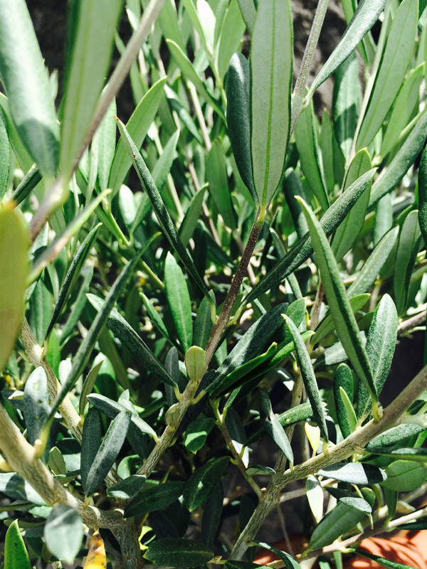 Olivo Alberello (Olea Europea)
