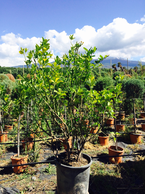 Osmanto Pungenses (Osmanthus)