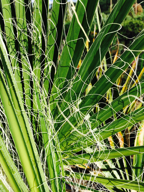 Palma Americana (Washingtonia)