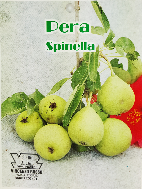 Pera Spinella