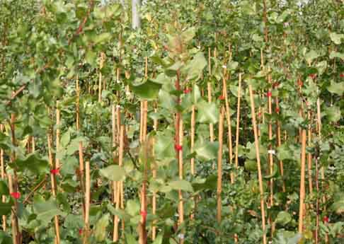 Pianta di pistacchio Femmina