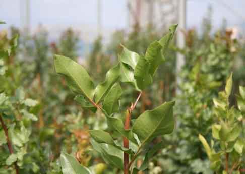 Offerta Piante di pistacchio 