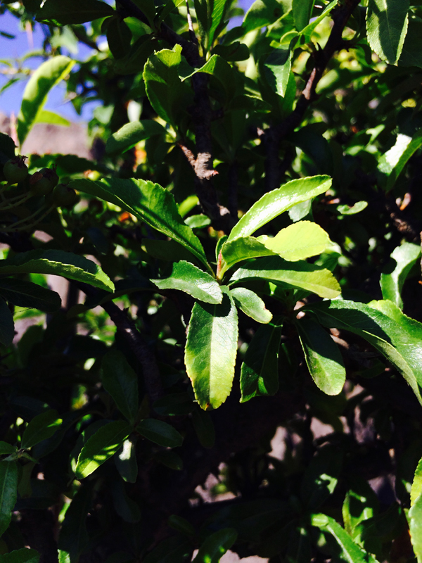 Pyracantha Alberello
