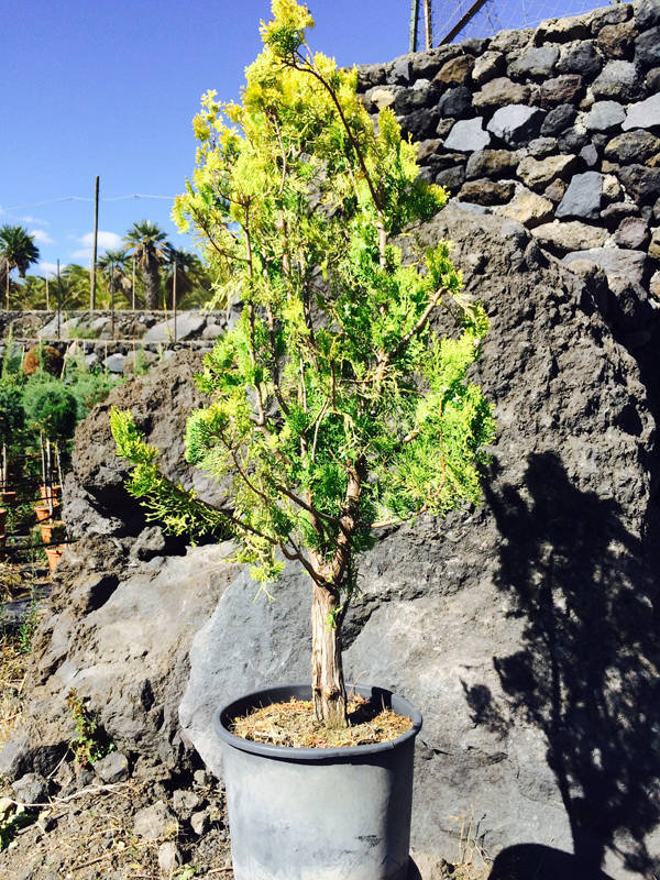 Thuja (Alberello Basso)