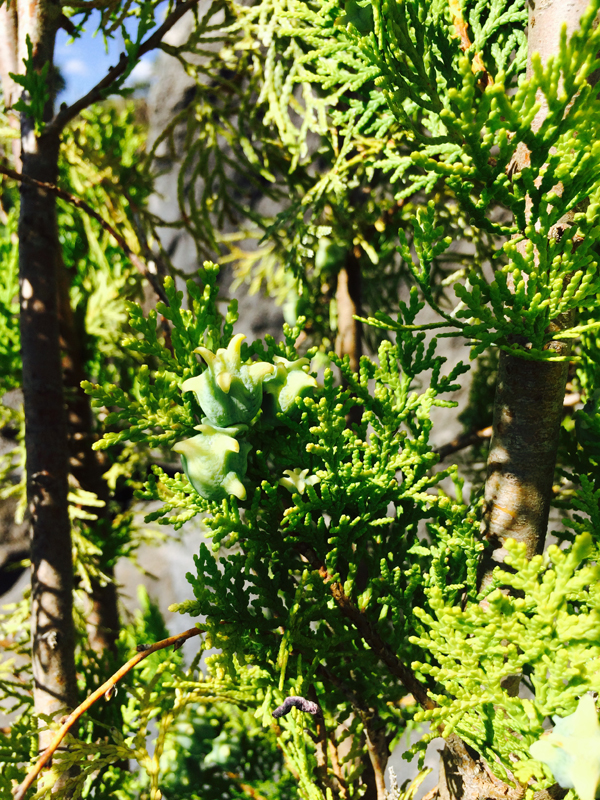 Thuja (Alberello Basso)